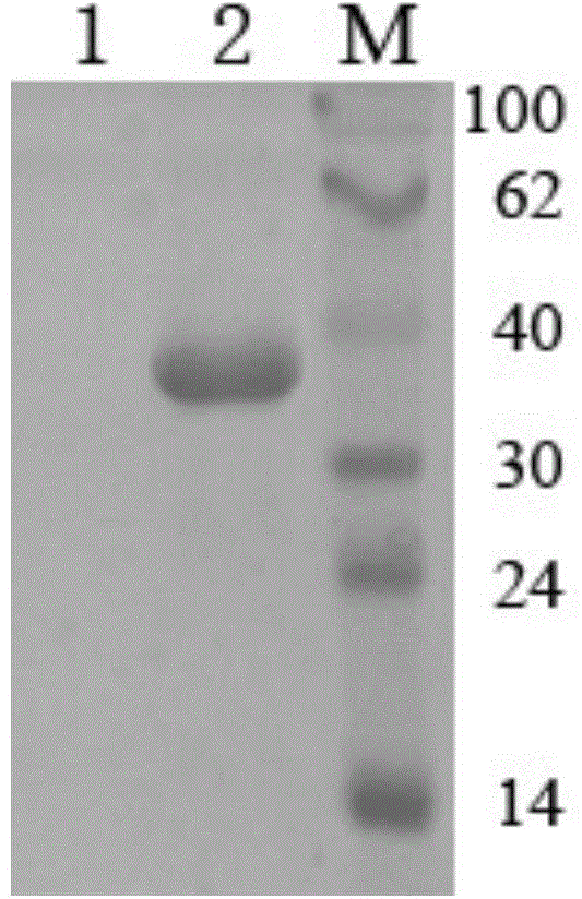 Alkaline xylanase mutant and application thereof