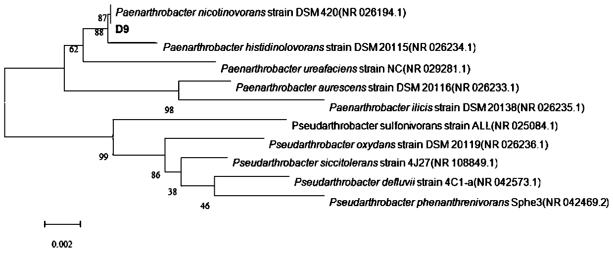 Paenarthrobacter nicotinovorans and application thereof in preventing and treating diseases