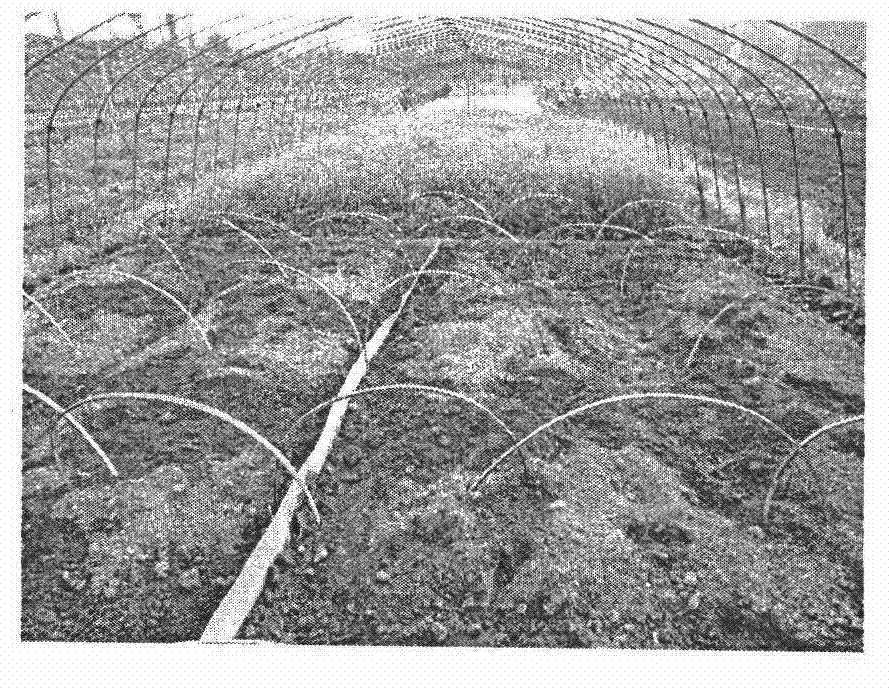Method for disinfecting soil through high-temperature greenhouse closing and ammonia fumigating