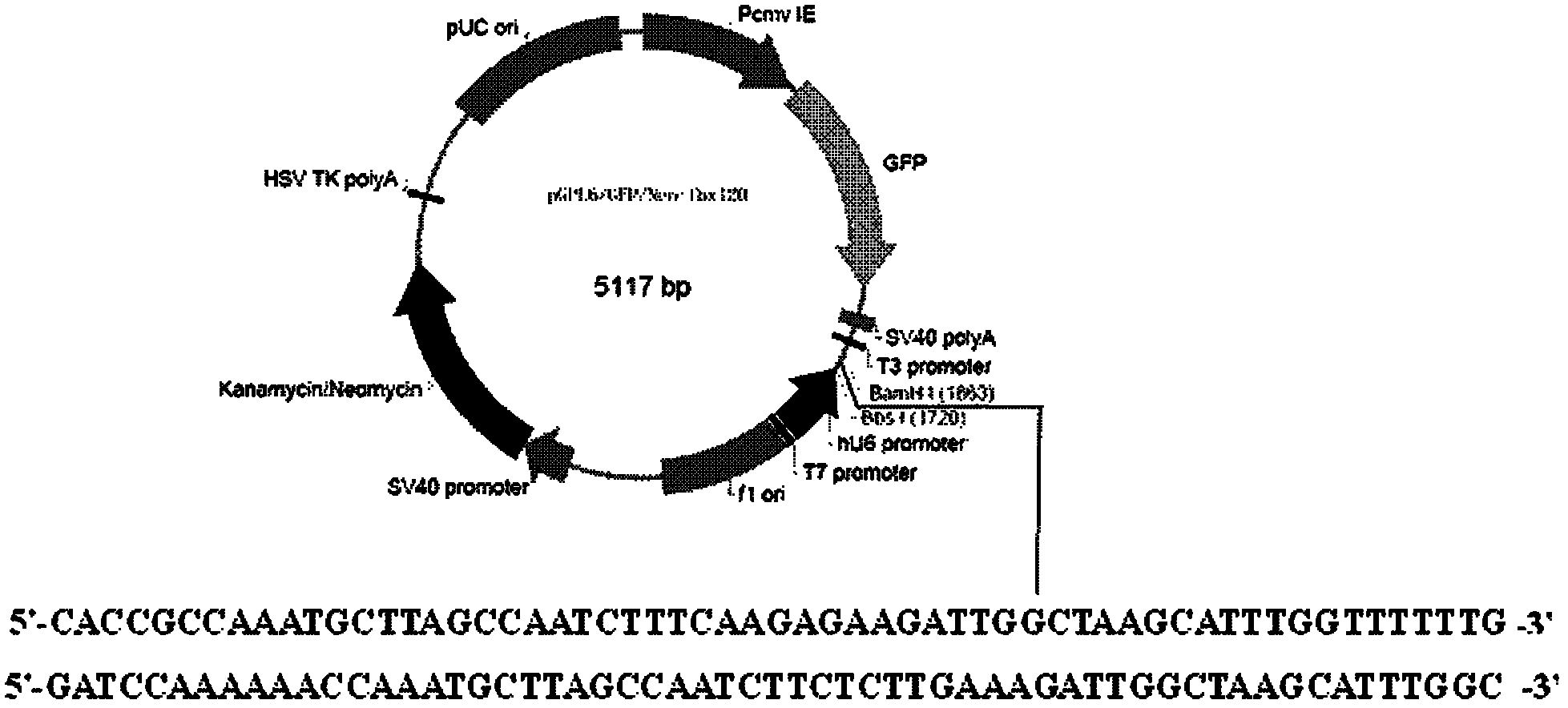 Eukaryon recombinant plasmid, preparation process and applications thereof