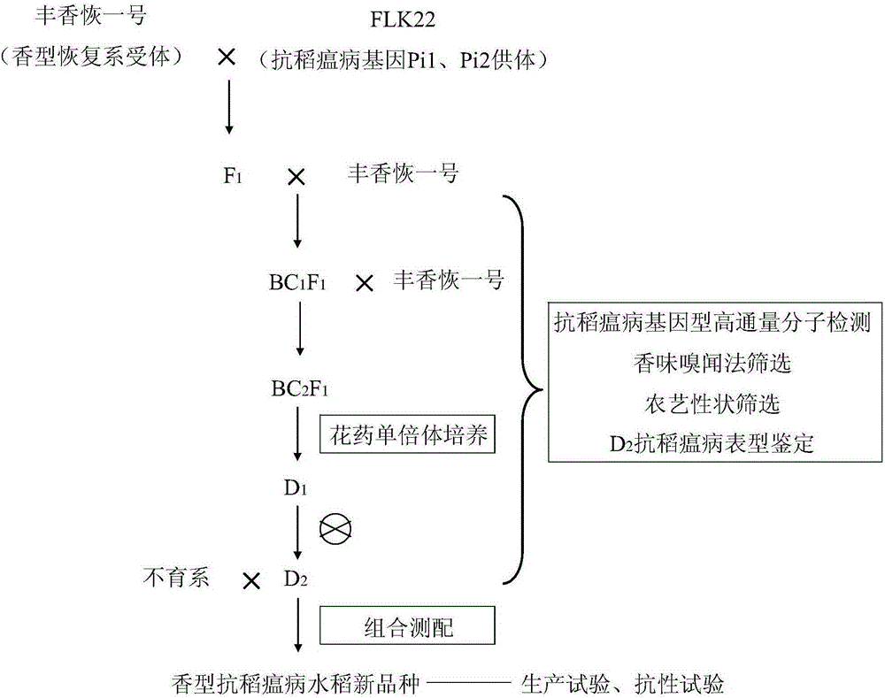 Method for efficient selective breeding of new odor type rice blast resisting rice variety