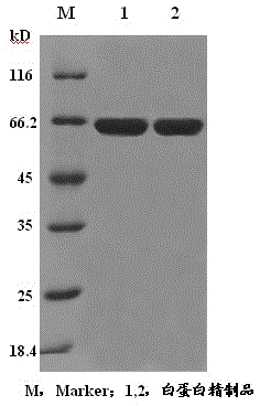 A method for preparing human serum albumin from urine