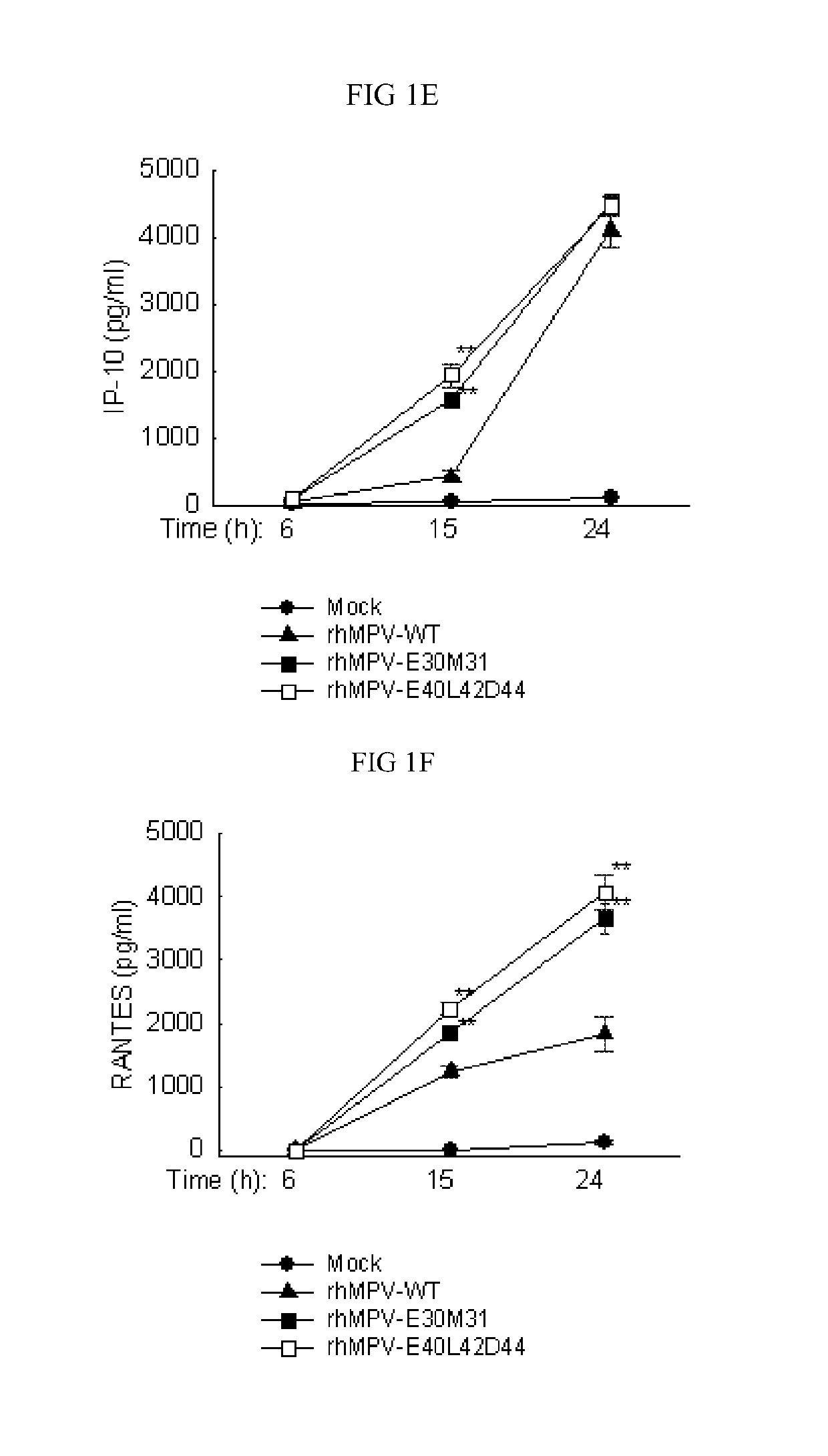 Live attenuated recombinant hmpv with mutations in pdz motifs of m2-2 protein, vaccine containing and use thereof