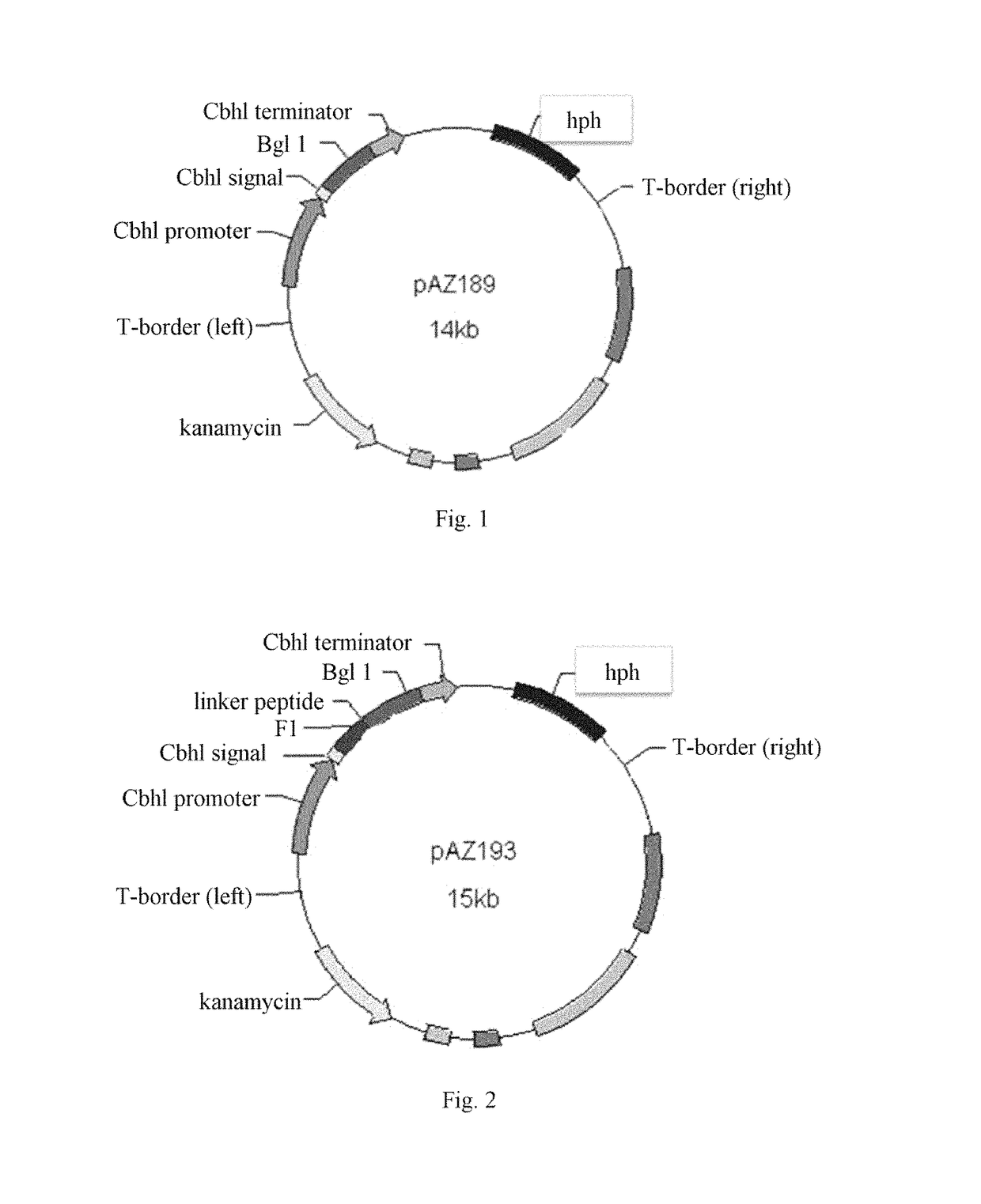 Methods for recombinant expression of beta-glucosidase gene
