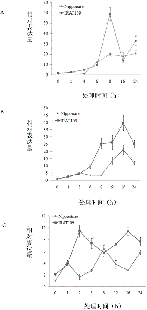 OsQR1 protein, encoding gene thereof, and application of protein and gene