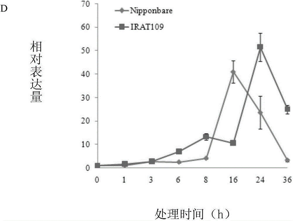 OsQR1 protein, encoding gene thereof, and application of protein and gene