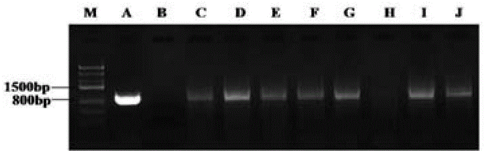 OsQR1 protein, encoding gene thereof, and application of protein and gene