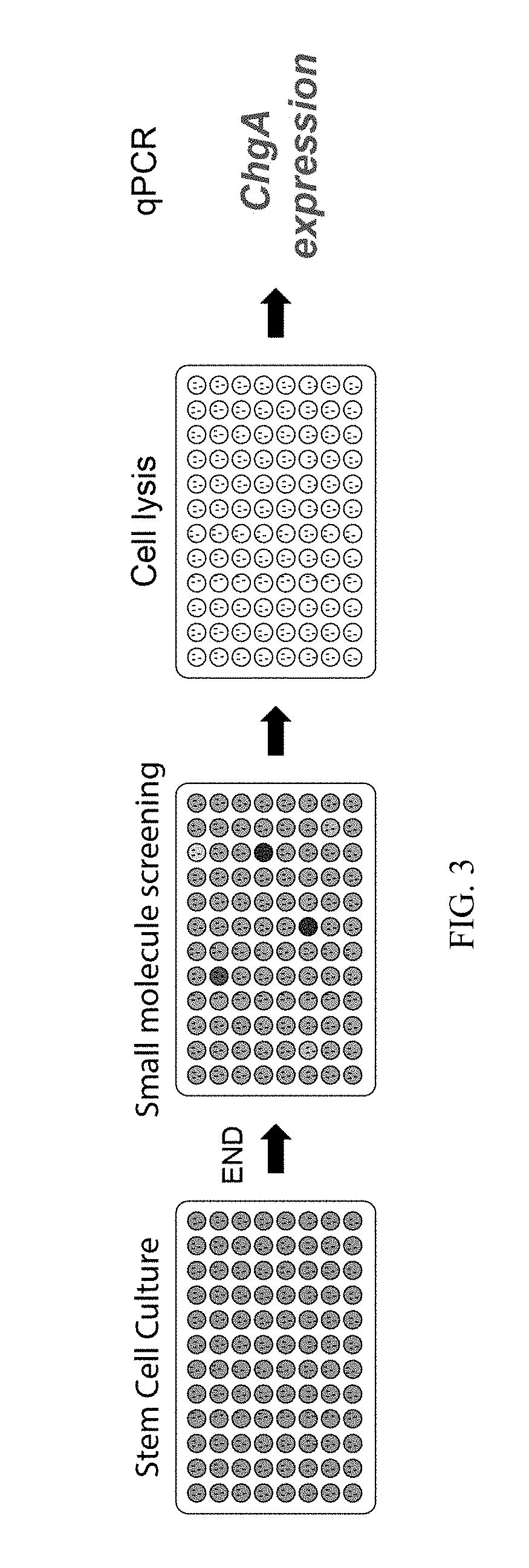Production of Differentiated Enteroendocrine Cells and Insulin Producing Cells