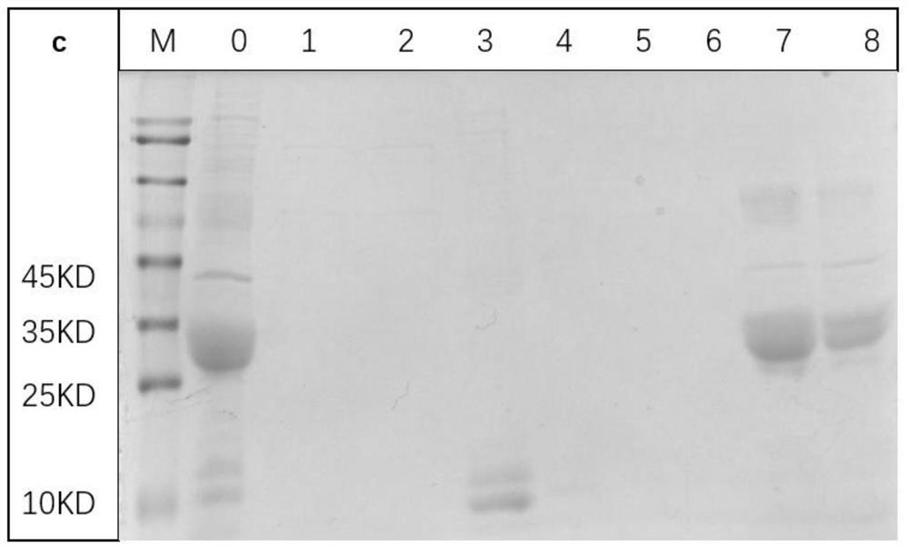Construction and expression purification method of mycobacterium tuberculosis fusion protein LT29 and application of mycobacterium tuberculosis fusion protein LT29