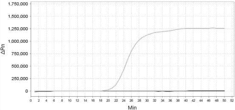 LAMP primer combination for detecting 8 environmental pathogens of dairy cow mastitis and application thereof