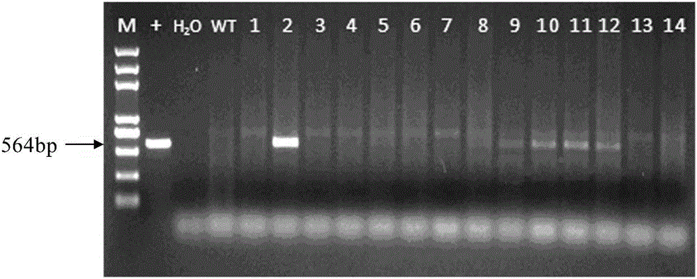 Glyphosate-resistant selective marker gene and application thereof in maize transgenic technology