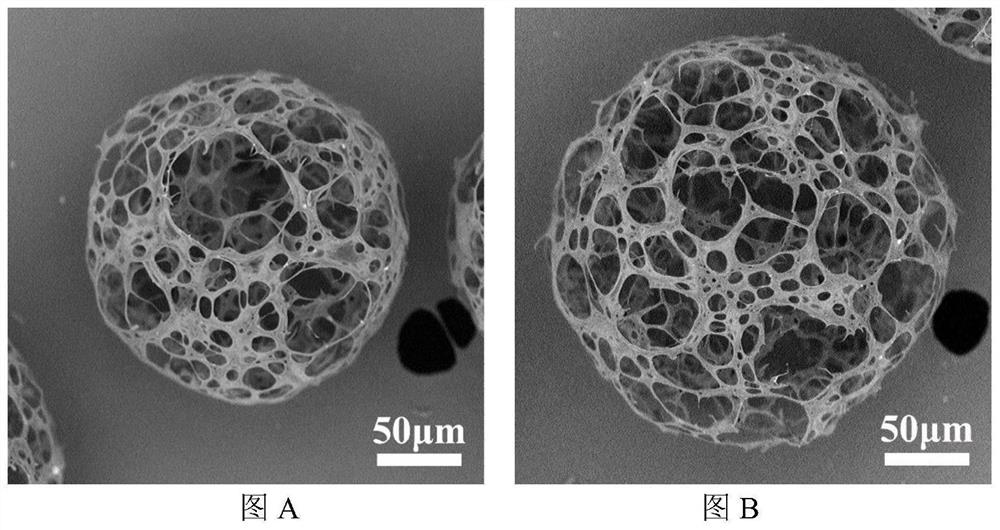 Acicular ha/pblg porous composite microcarrier material for bone tissue engineering and preparation method thereof