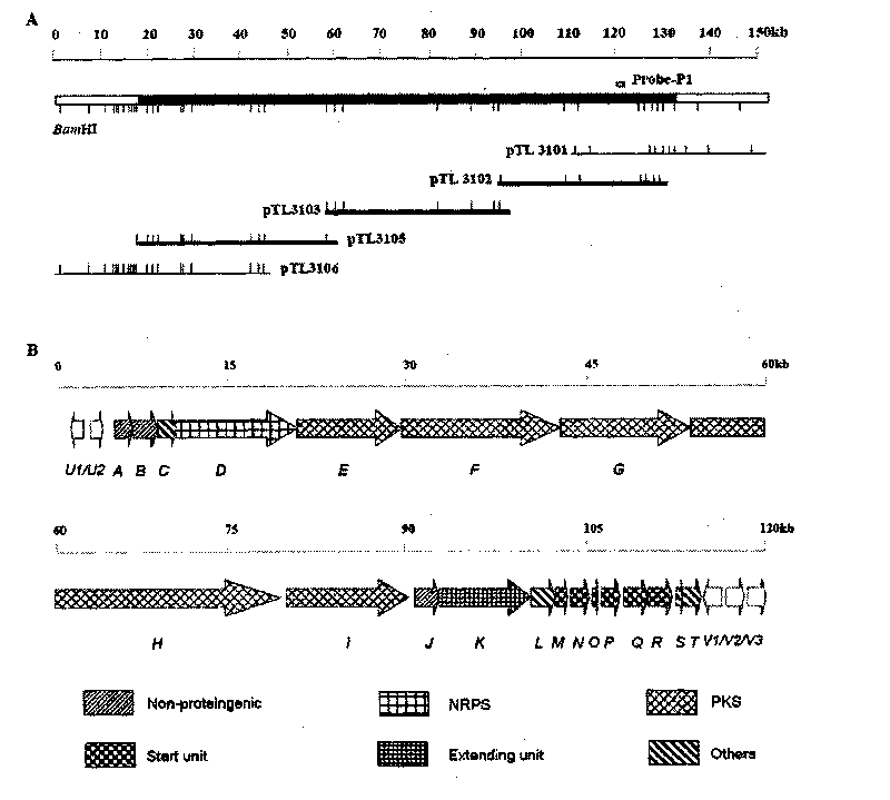 Biosynthetic gene cluster of sanglifehrin