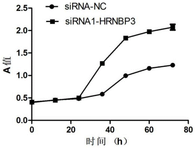 Gene HRNBP3 and new application of expression product of gene HRNBP3 in diseases