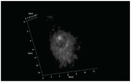 Poplar root tip 3D fluorescence in-situ hybridization method based on paraffin sections