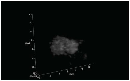 Poplar root tip 3D fluorescence in-situ hybridization method based on paraffin sections