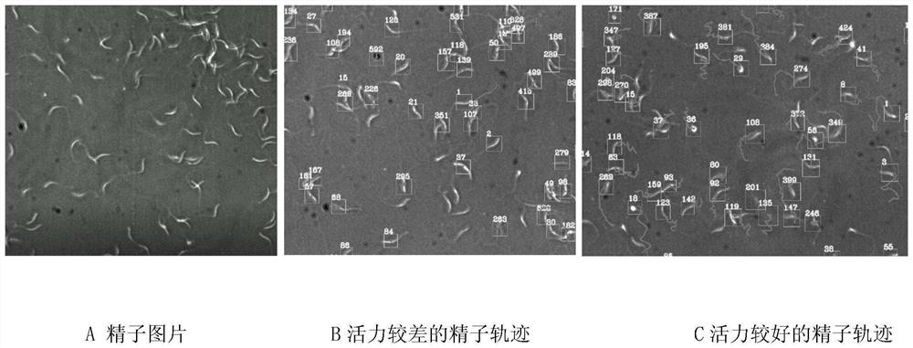 Antifreeze protein-containing diluent for improving preservation quality of chicken semen and preparation method thereof