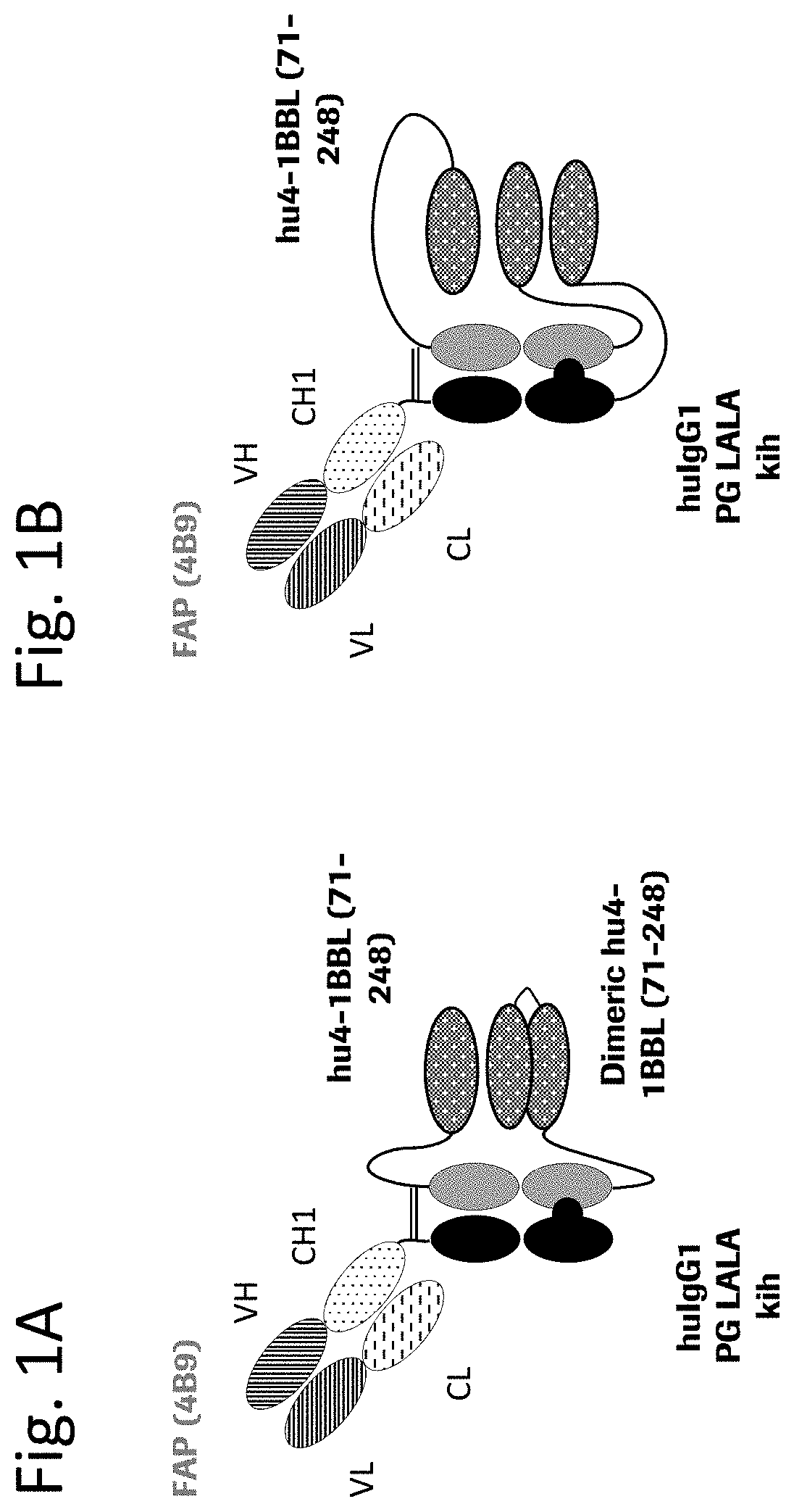 Novel TNF family ligand trimer-containing antigen binding molecules