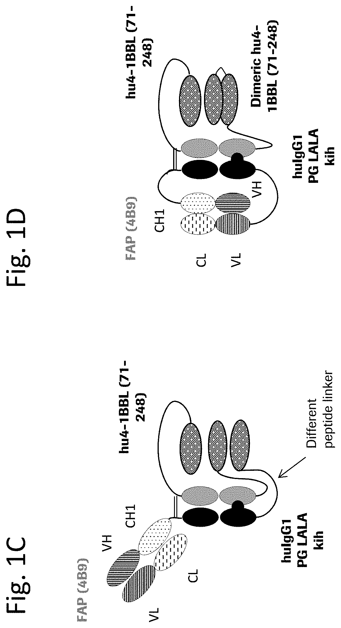 Novel TNF family ligand trimer-containing antigen binding molecules