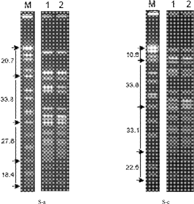 Pulsed field gel electrophoresis method for S.paratyphi A