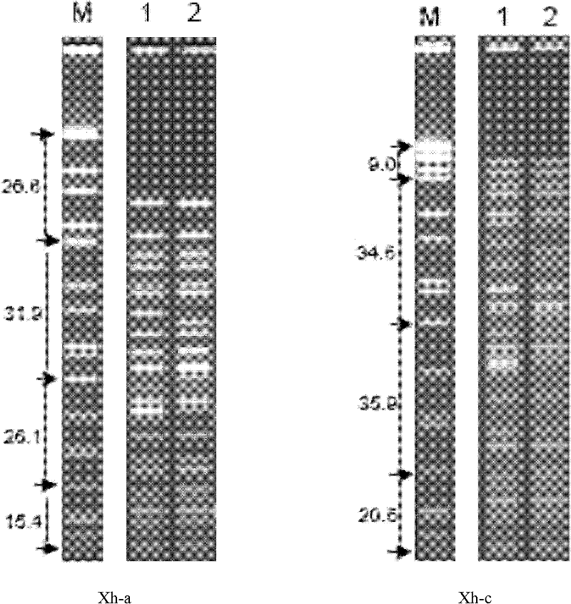 Pulsed field gel electrophoresis method for S.paratyphi A