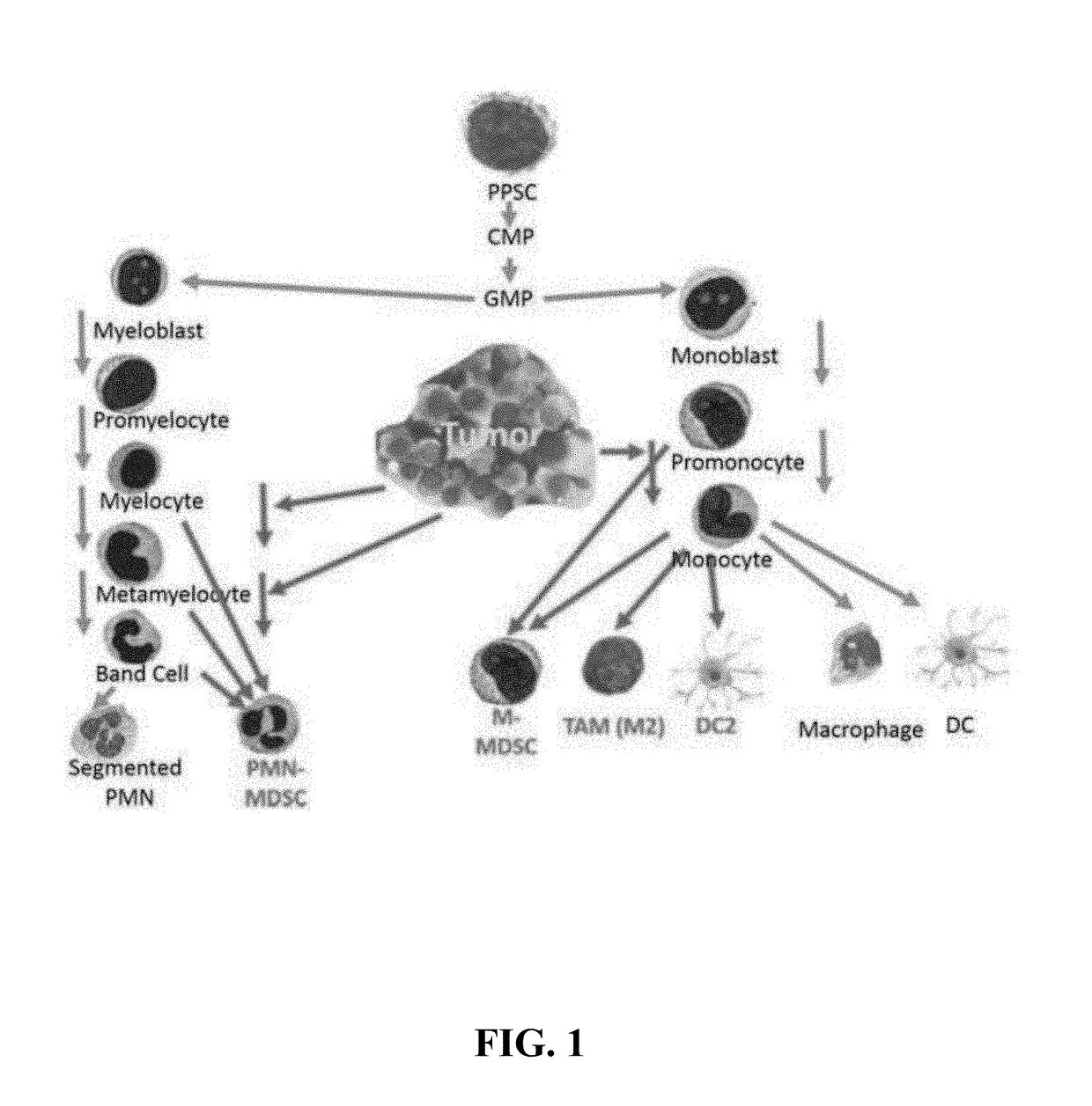 Methods for using artificial neural network analysis on flow cytometry data for cancer diagnosis