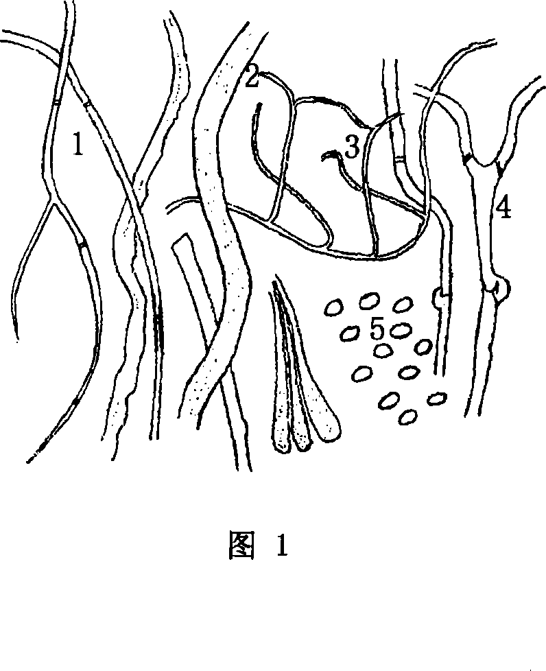 Artificial cultivation method of Basidiomycetes and uses thereof
