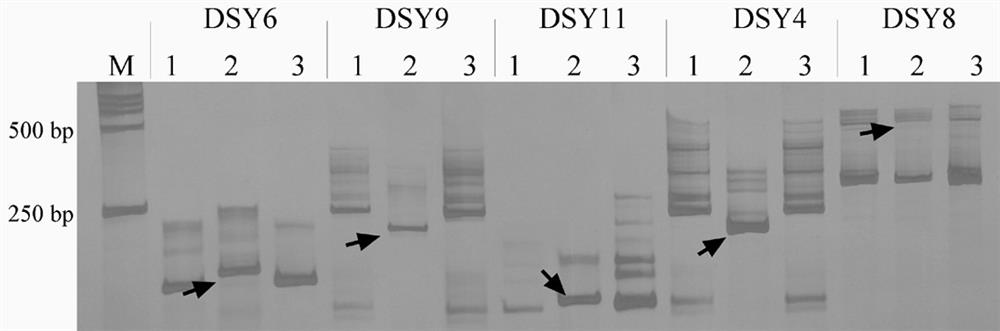 Codonopsis Wall. species cpSSR molecular marker and application thereof