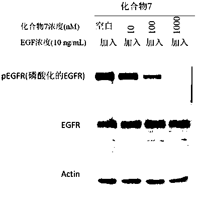 Compound containing conjugated allene amide structure and preparation method, medicine composition and application thereof