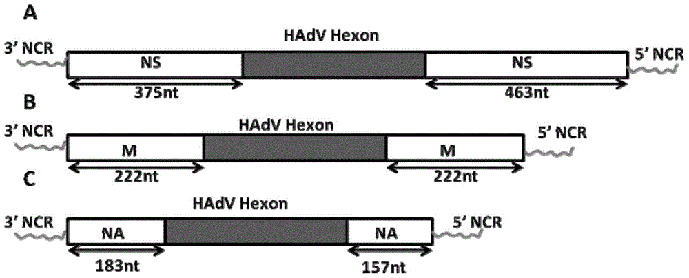 Preparation and application of hadv chimeric vaccine with influenza virus as carrier