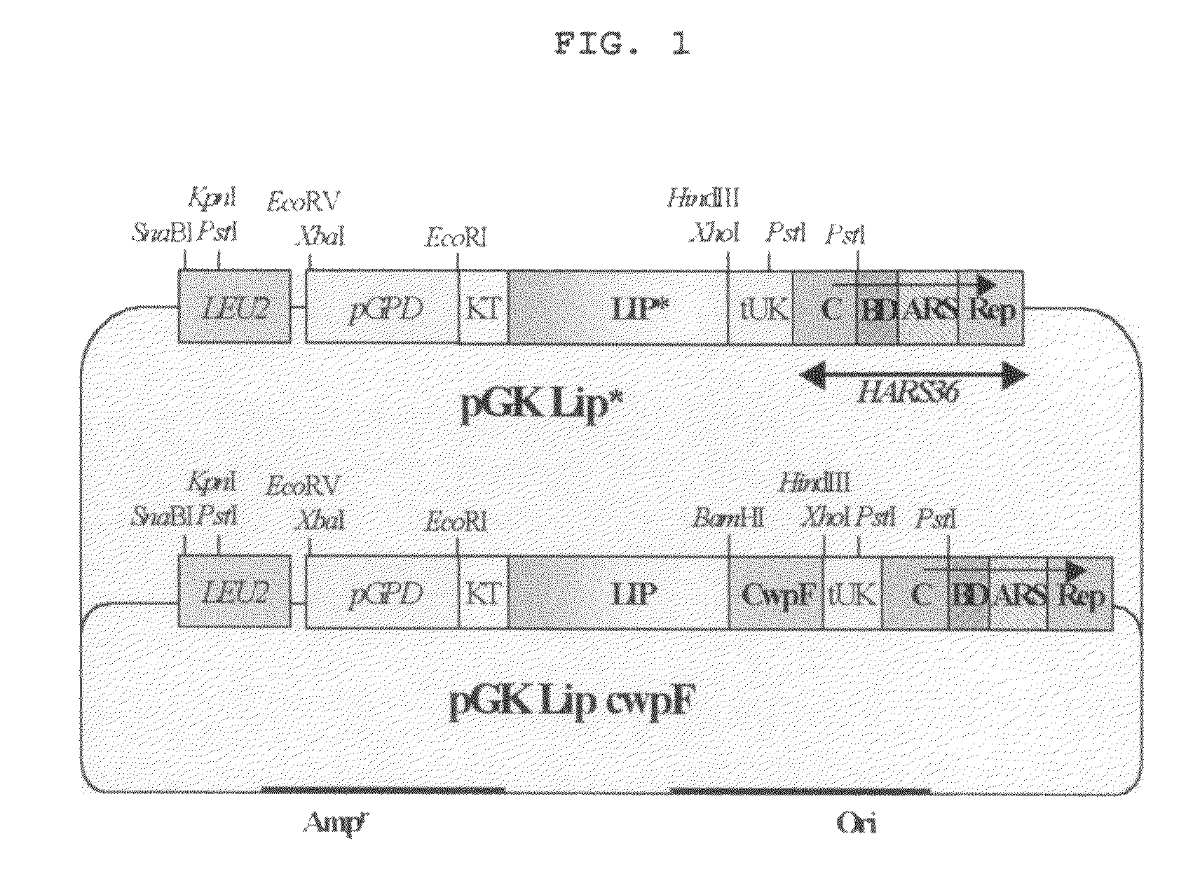 Method for screening of a lipase having improved enzymatic activity using yeast surface display vector and the lipase