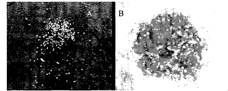 Method for artificially collecting and cultivating larva of intertidal belt sponge with embryo