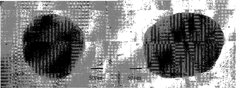 Method for artificially collecting and cultivating larva of intertidal belt sponge with embryo