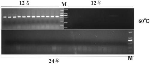 Molecular marker for early identification of sex of A. arguta young seedlings and application of molecular marker