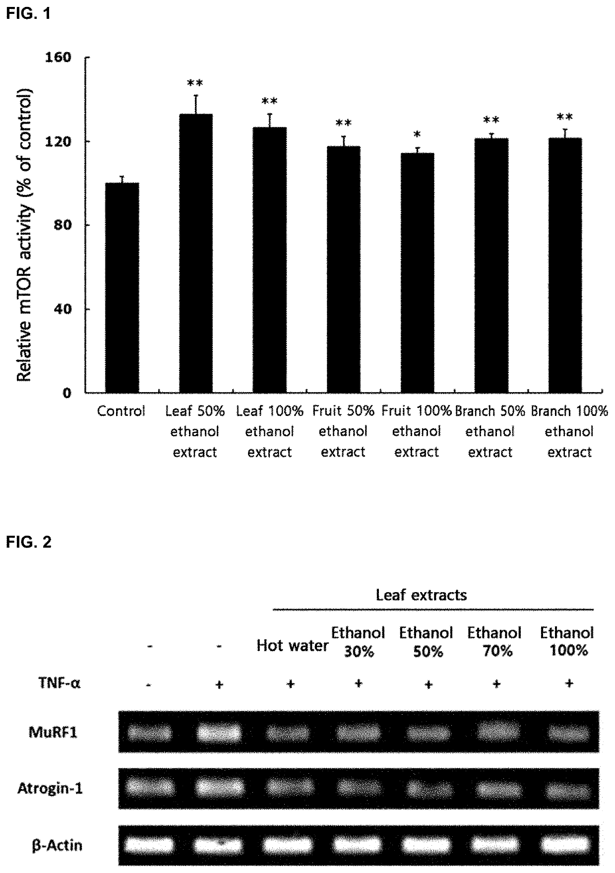 Composition comprising cudrania tricuspidate as effective component for alleviating, treating, or preventing muscular diseases, or improving muscule functions