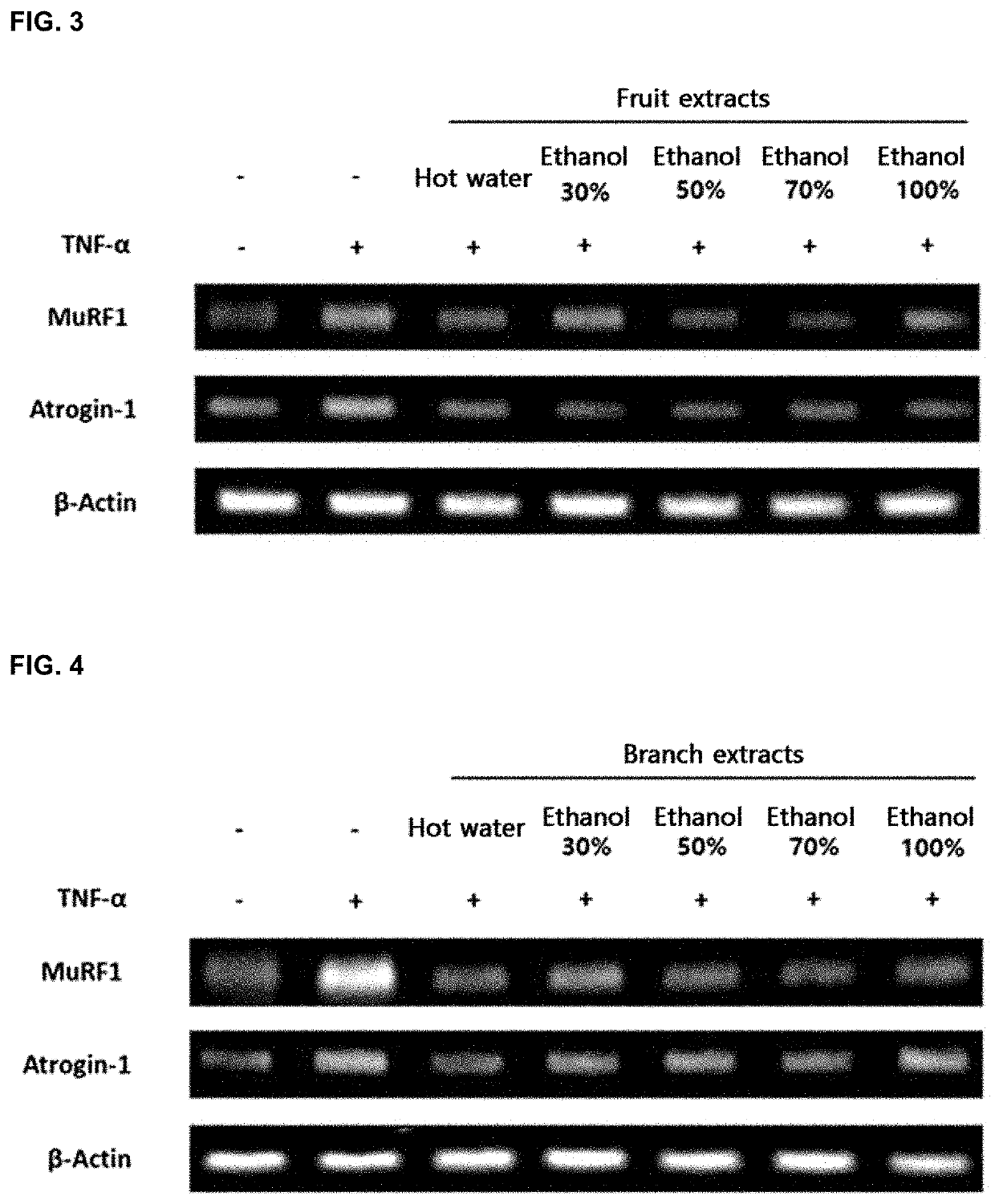 Composition comprising cudrania tricuspidate as effective component for alleviating, treating, or preventing muscular diseases, or improving muscule functions