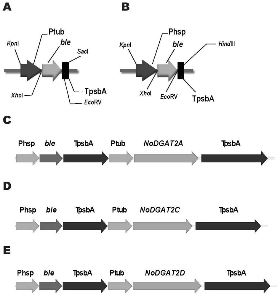 Genes with triacylglycerol synthesis function and their application in rational regulation of triacylglycerol content or saturation in oleaginous microalgae