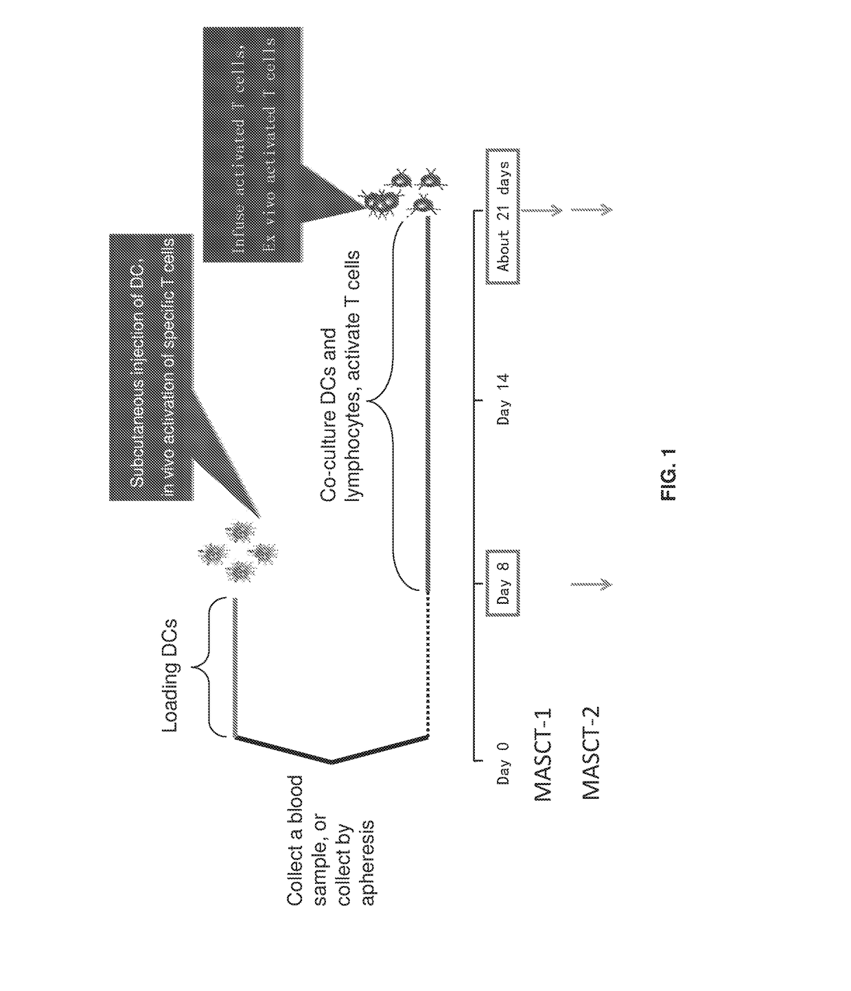 Methods of cancer treatment using activated t cells