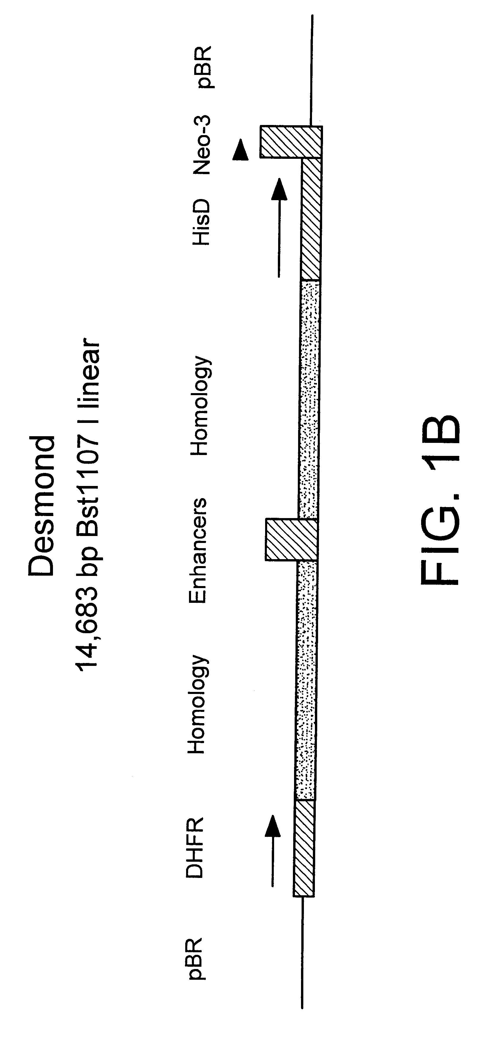 Method for integrating genes at specific sites in mammalian cells via homologous recombination and vectors for accomplishing the same