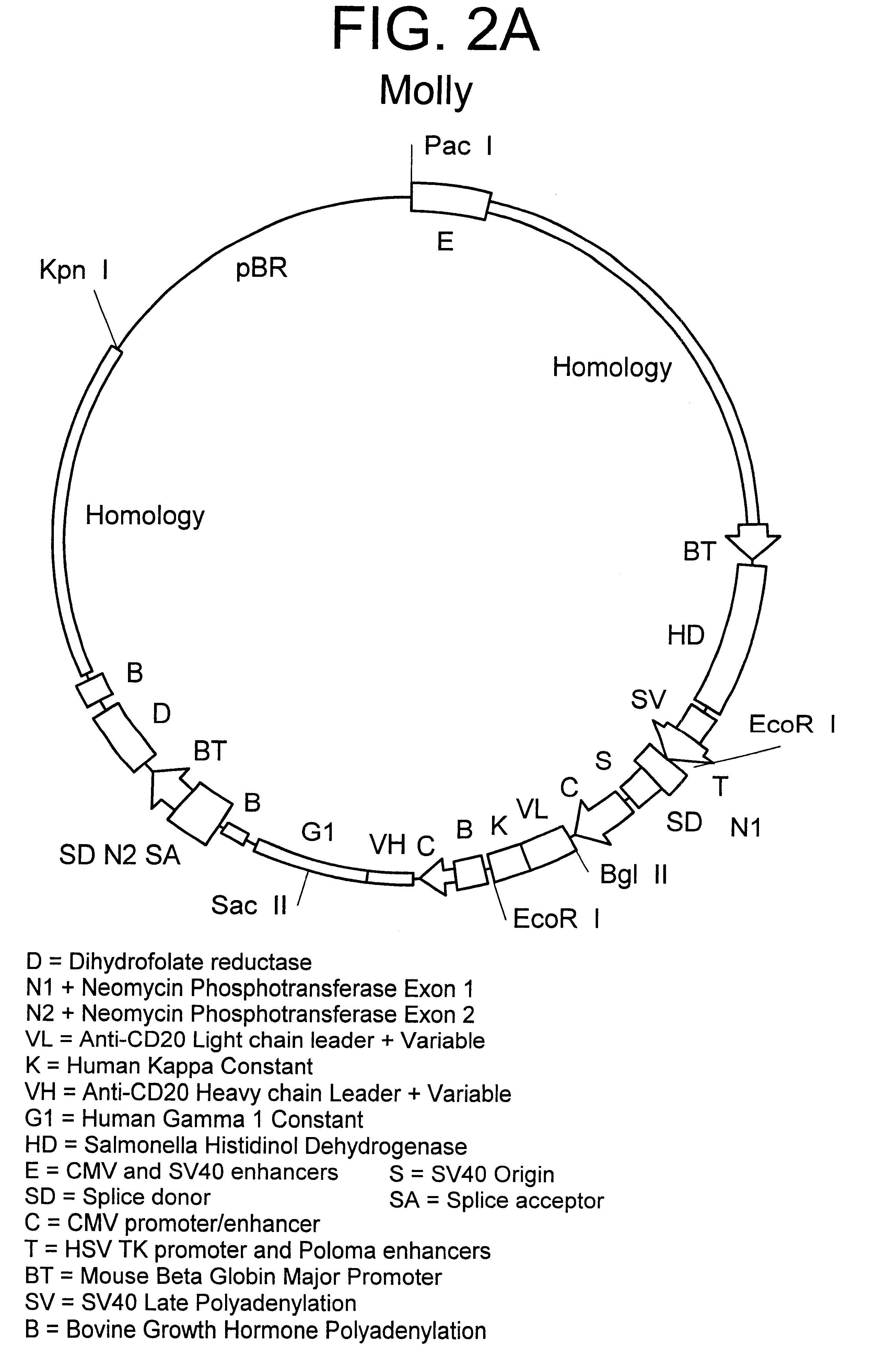 Method for integrating genes at specific sites in mammalian cells via homologous recombination and vectors for accomplishing the same