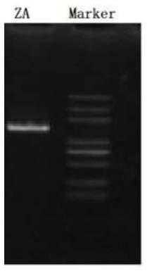 Brevimonas lm-r isolated from the bottom sludge of spray paint wastewater and its application