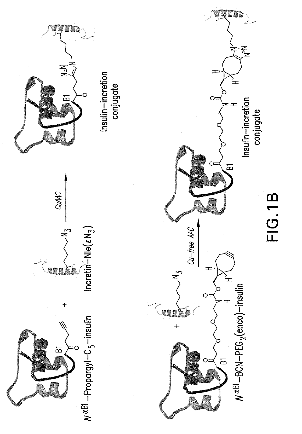 Insulin-incretin conjugates