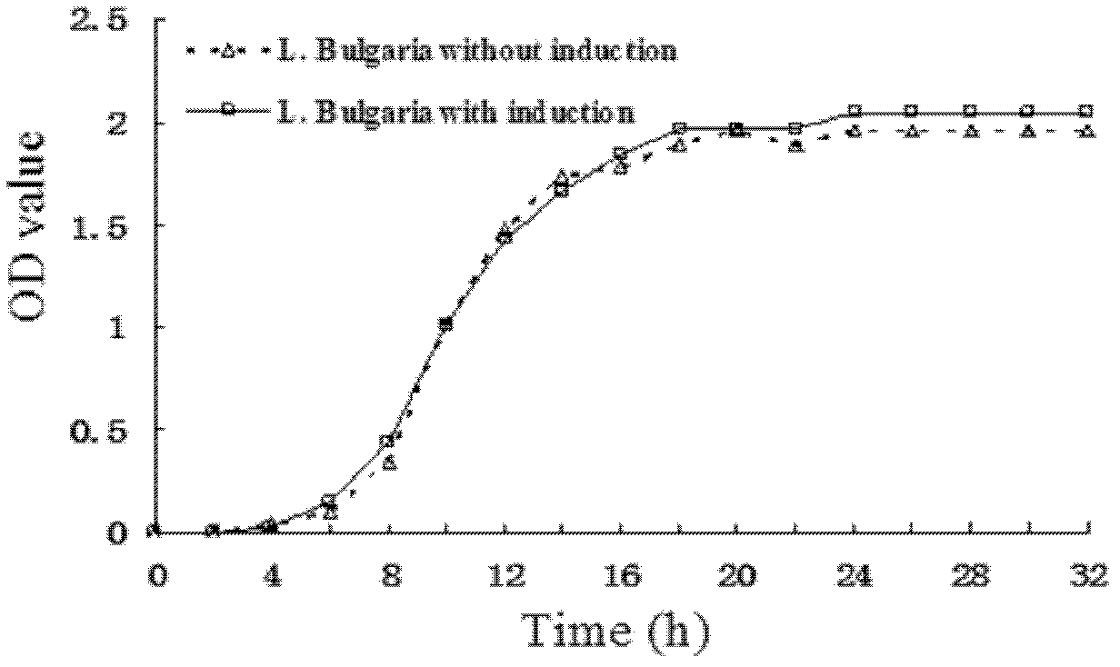 Genetically engineering lactobacillus and application thereof