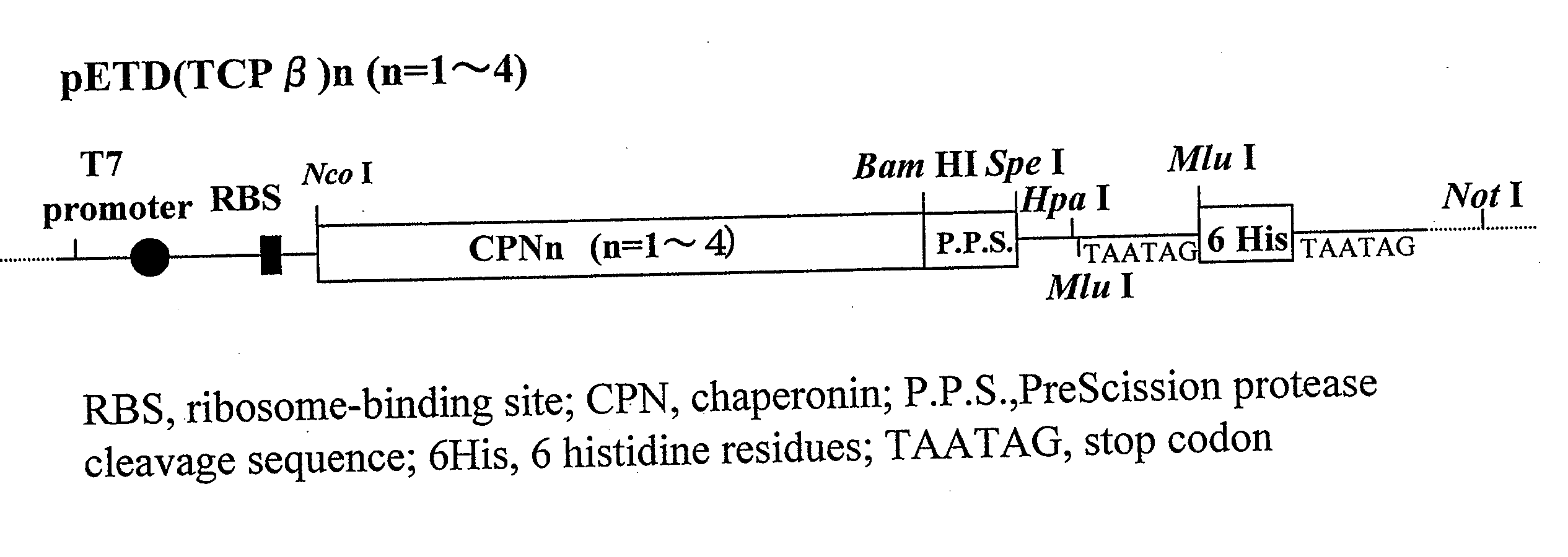 Process for production of a recombinant protein and a fusion protein