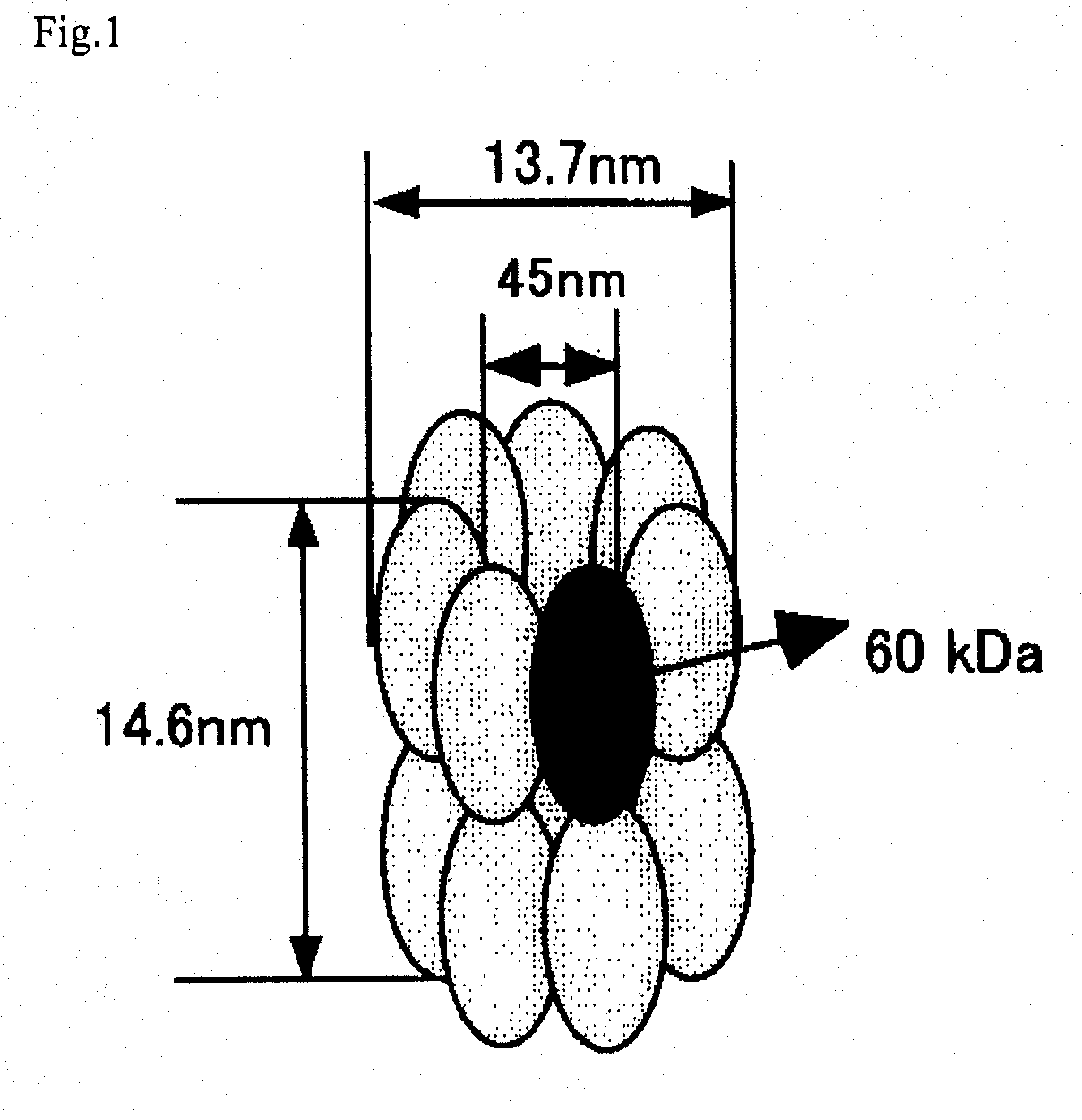 Process for production of a recombinant protein and a fusion protein