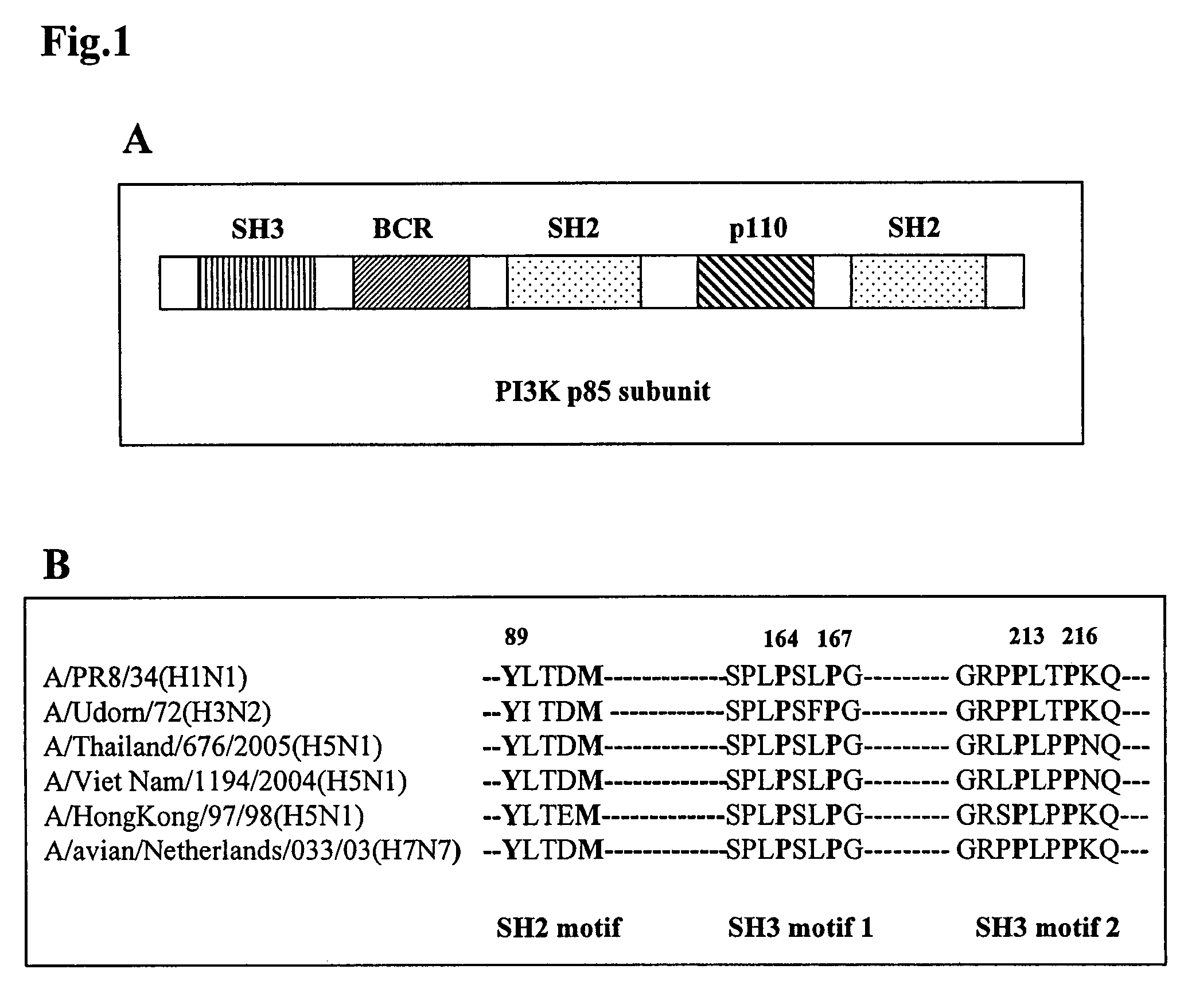 Attenuated influenza NS1 variants