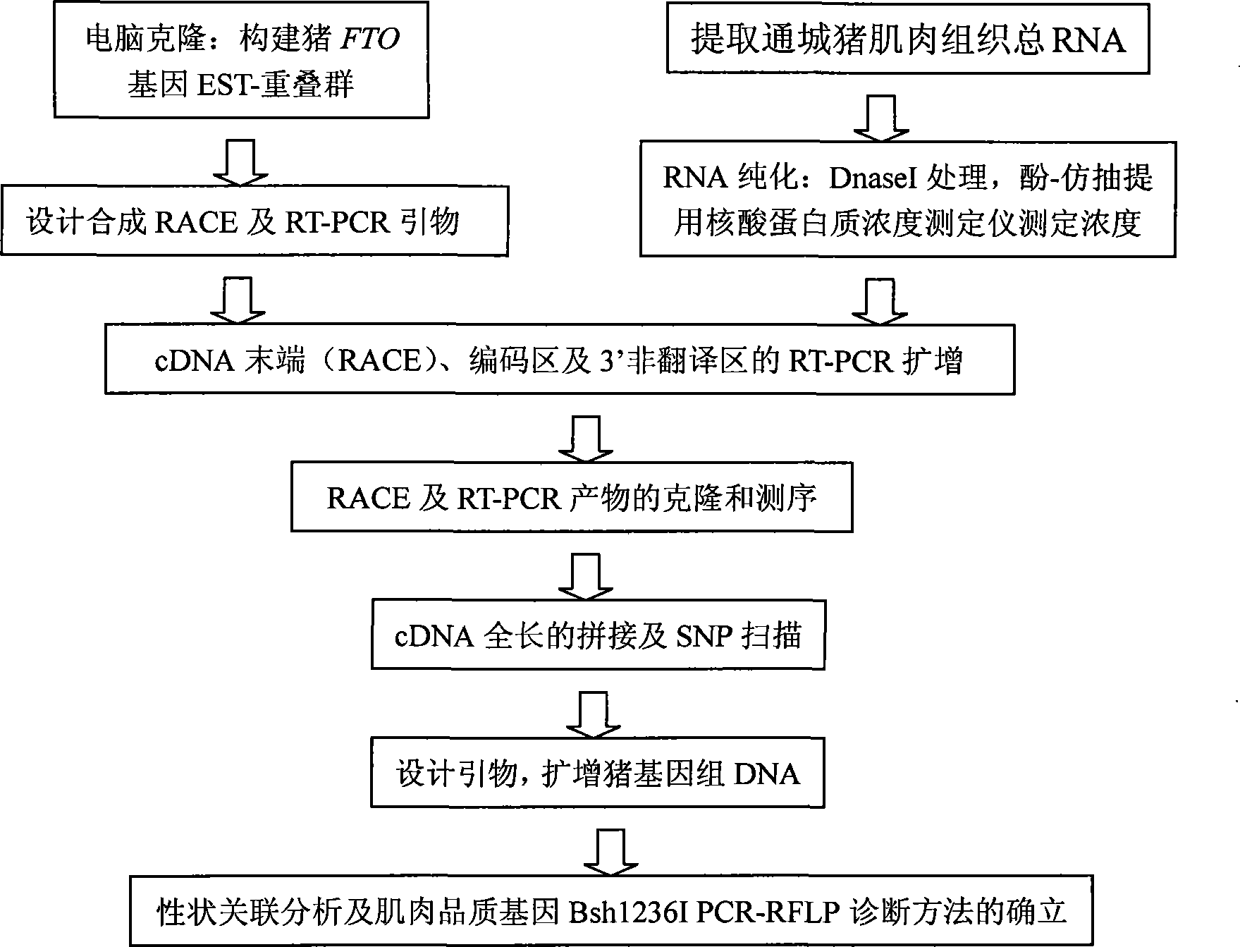 FTO gene clone relating to pig meat quality trait and application of the same as molecular marker