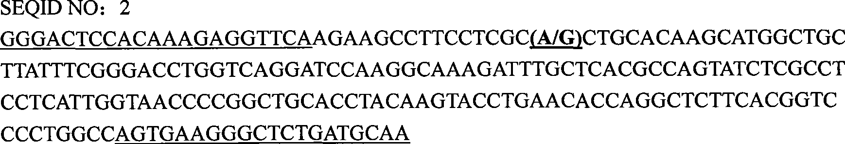 FTO gene clone relating to pig meat quality trait and application of the same as molecular marker