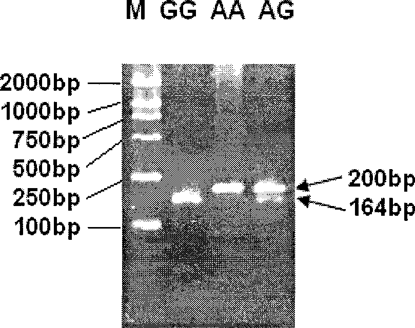 FTO gene clone relating to pig meat quality trait and application of the same as molecular marker