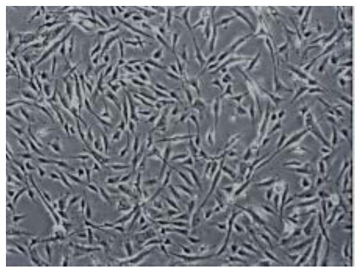 Stem cell cryopreservation method and cell cryopreservation solution used by stem cell cryopreservation method